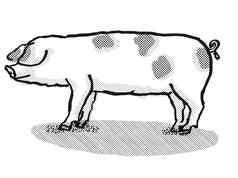 格洛斯特郡点猪品种卡通复古的画