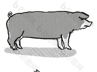 波兰中国猪品种卡通复古的画