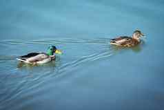鸭子游泳夫妇野鸭德雷克浮动蓝色的什么