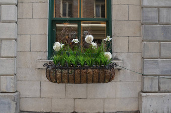 绿色植物白色花窗口盒子建筑