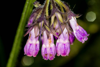 紫草科植物花春天德国