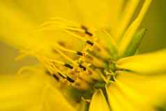 黄色的花指南针植物