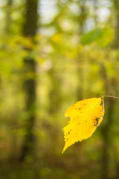 秋天的画山毛榉叶温暖的阳光明媚的颜色