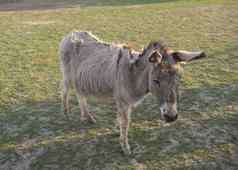 肖像灰色的米色毛茸茸的年轻的驴下午金小时光郁郁葱葱的绿色草牧场背景