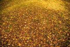 秋天的画叶子温暖的阳光明媚的颜色草地