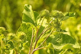 药用草更大的<strong>牛蒡</strong>花