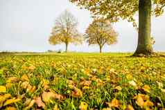 秋天的画叶子温暖的阳光明媚的颜色草地