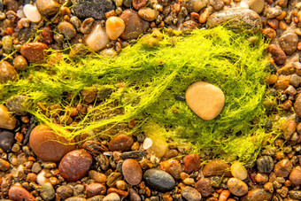 海生菜海藻海滩波罗的海海