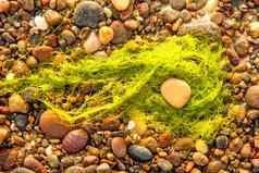 海藻海藻桑迪海滩波罗的海海