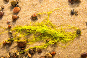 海生菜海藻海滩波罗的海海