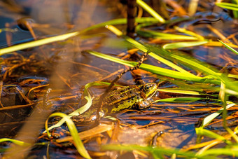 常见的欧洲青蛙池塘波兰