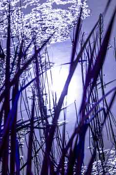 池塘香蒲蓝色的月亮光