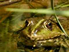 常见的水青蛙池塘德国