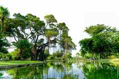 雨树绿色树公园池塘树