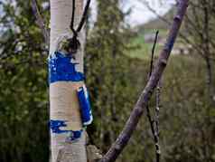 蓝色的马克桦木蓝色的颜色树树皮