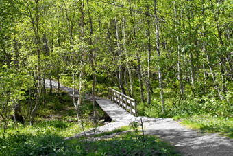 小木桥森林自然挪威