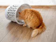 可爱的姜猫推翻了废纸篓好奇的毛茸茸的宠物