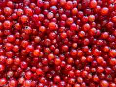 背景成熟的多汁的红色的醋栗浆果