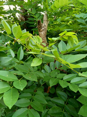 dalbergialatifolia索诺克林萨纳克林紫檀自然背景