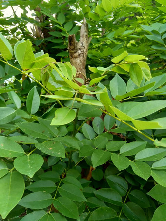 dalbergialatifolia索诺克林萨纳克林紫檀自然背景