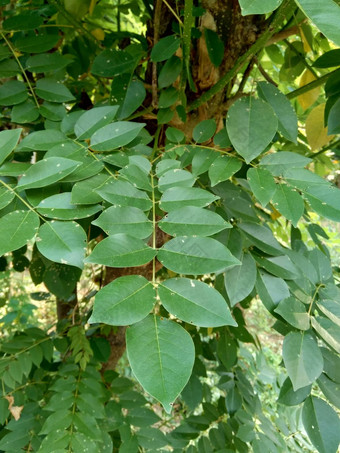 dalbergialatifolia索诺克林萨纳克林<strong>紫檀</strong>自然背景