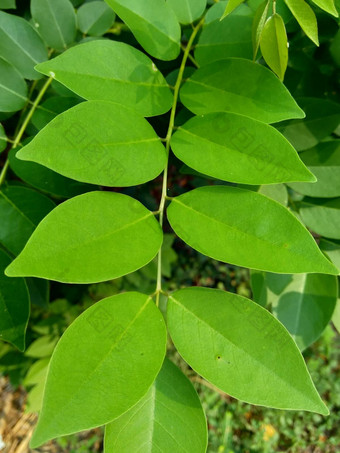 dalbergialatifolia索诺克林萨纳克林<strong>紫檀</strong>自然背景