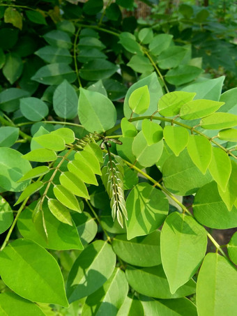 dalbergialatifolia索诺克林萨纳克林紫檀自然背景