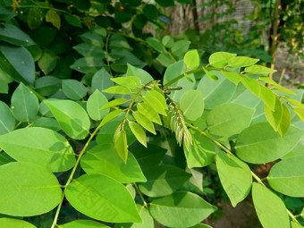 dalbergialatifolia索诺克林萨纳克林紫檀自然背景