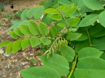 dalbergialatifolia索诺克林萨纳克林紫檀自然背景