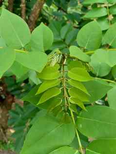 dalbergialatifolia索诺克林萨纳克林紫檀自然背景