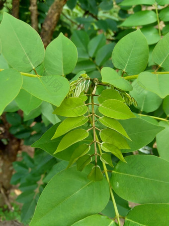 dalbergialatifolia索诺克林萨纳克林紫檀自然背景