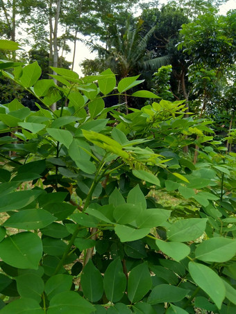 dalbergialatifolia索诺克林萨纳克林紫檀自然背景