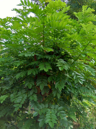 dalbergialatifolia索诺克林萨纳克林<strong>紫檀</strong>自然背景