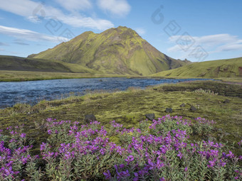 美丽的冰岛景观野生粉红色的花蓝色的冰川河绿色山蓝色的天空背景区域山背自然储备洛加长途跋涉冰岛