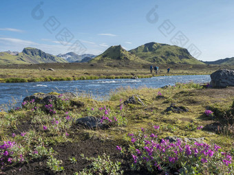 美丽的冰岛景观野生粉红色的花蓝色的冰川河绿色山蓝色的天空背景集团徒步旅行者区域山背自然储备洛加长途跋涉冰岛
