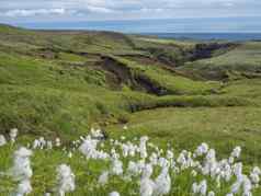 美丽的郁郁葱葱的绿色景观森林河谷白色毛茸茸的花视图海地平线斯科加尔结束5沃都哈尔徒步旅行小道南冰岛夏天蓝色的天空