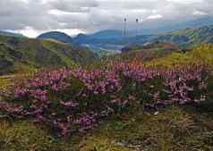 盛开的粉红色的希瑟布瑞尔·罗花fulview谷戈达兰托尔斯莫克粉碎河冰岛绿色莫斯覆盖山