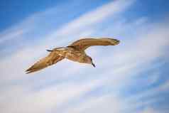 鲱鱼金年轻的鸟飞行蓝色的天空