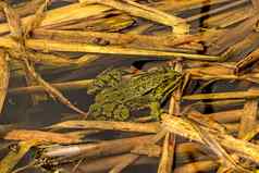 常见的水青蛙池塘