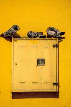 鸽子坐着黄色的开关箱胡伊斯