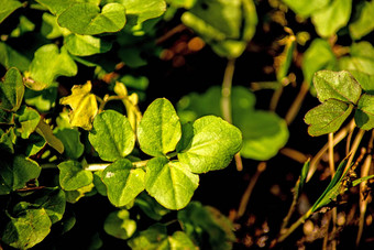 豆瓣菜新鲜的可吃的草<strong>药用</strong>植物春天