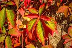 野生葡萄树叶子墙秋天的颜色