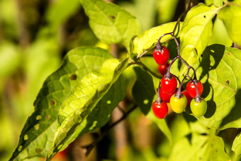 茄属植物dulcamara药用植物成熟的浆果
