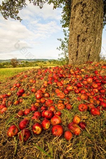 堆苹果树树干景观