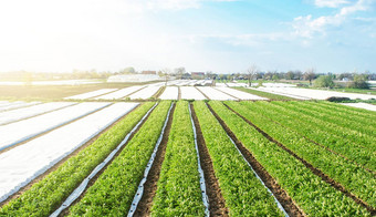 行种植园土豆灌木agrofibre删除agroindustry农业综合企业日益增长的作物农场农业日益增长的食物蔬菜培养护理收获晚些时候春天