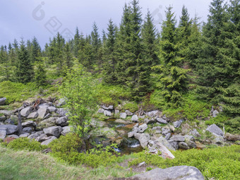 春天山流如果弄脏石头巨石云杉树森林绿色灌木jizera山捷克共和国