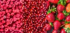 红色的浆果醋栗树莓草莓自然使用