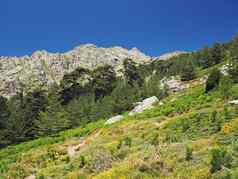 风景高山绿色草地corsician高山松树绿色灌木蓝色的天空背景