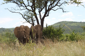 非洲大象萨凡纳高草树