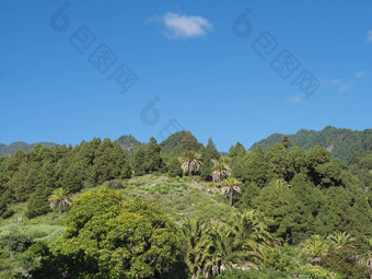 郁郁葱葱的绿色山亚热带植被棕榈松树美丽的山景观村这些诺夫斯阳光明媚的冬天一天蓝色的天空背景棕榈金丝雀岛西班牙